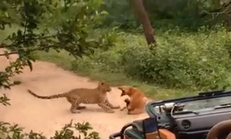 Video: Chó hoang đanh đá “xả một tràng” vào mặt báo hoa mai khi bị tấn công bất ngờ