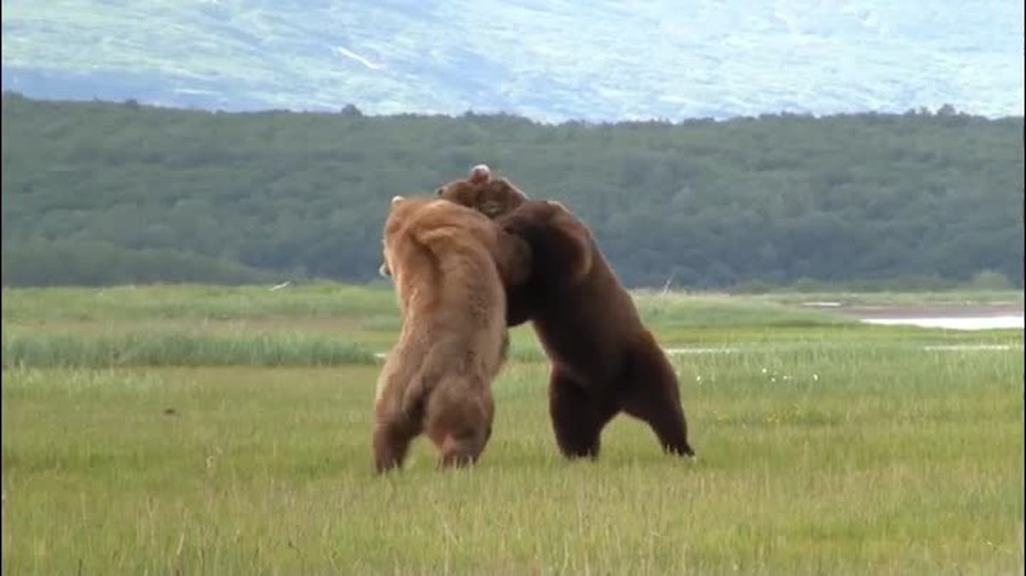 Video: Gấu nâu Alaska gầm thét, quyết chiến trên cánh đồng