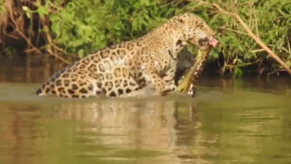 Video: Báo đốm châu Mỹ dạy con cách săn trăn anaconda