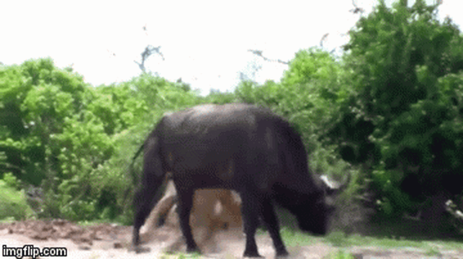 Video: Trâu rừng một mình đối đầu 2 con sư tử, chiến thắng vinh quang