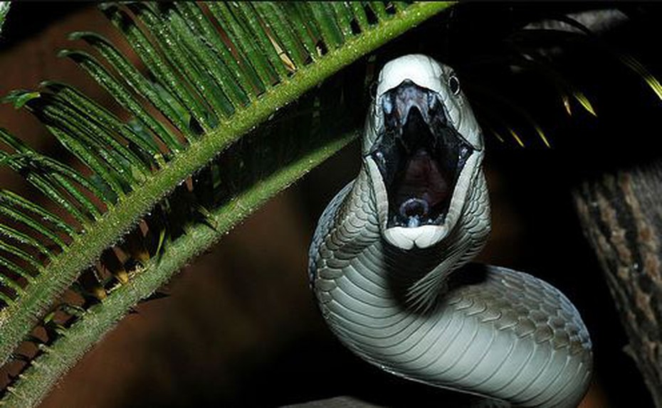Loài rắn độc nguy hiểm nhất hành tinh, được mệnh danh là “cỗ quan tài đen”