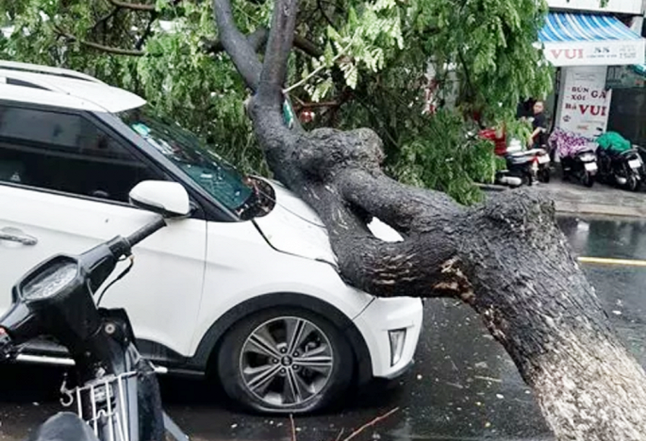 Mưa to kèm theo gió lớn quật đổ hàng loạt cây xanh ở Đà Nẵng