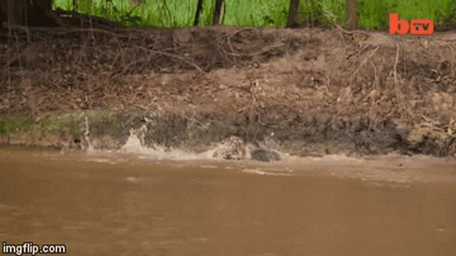 Video: Báo đốm Nam Mỹ lao thẳng xuống dòng nước đục để đoạt mạng cá sấu caiman