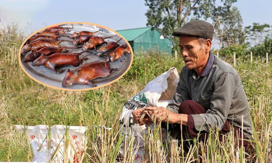 Người Canh Nậu rong ruổi khắp cánh đồng săn chuột