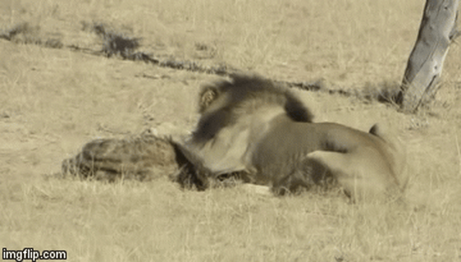 Video: Linh cẩu dùng chút sức lực cuối cùng vùng ra khỏi sư tử đực và cái kết buồn
