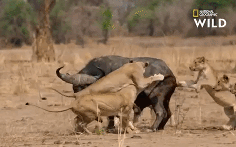 Video: Trâu rừng một mình chống lại cả đàn sư tử, húc văng kẻ ăn thịt