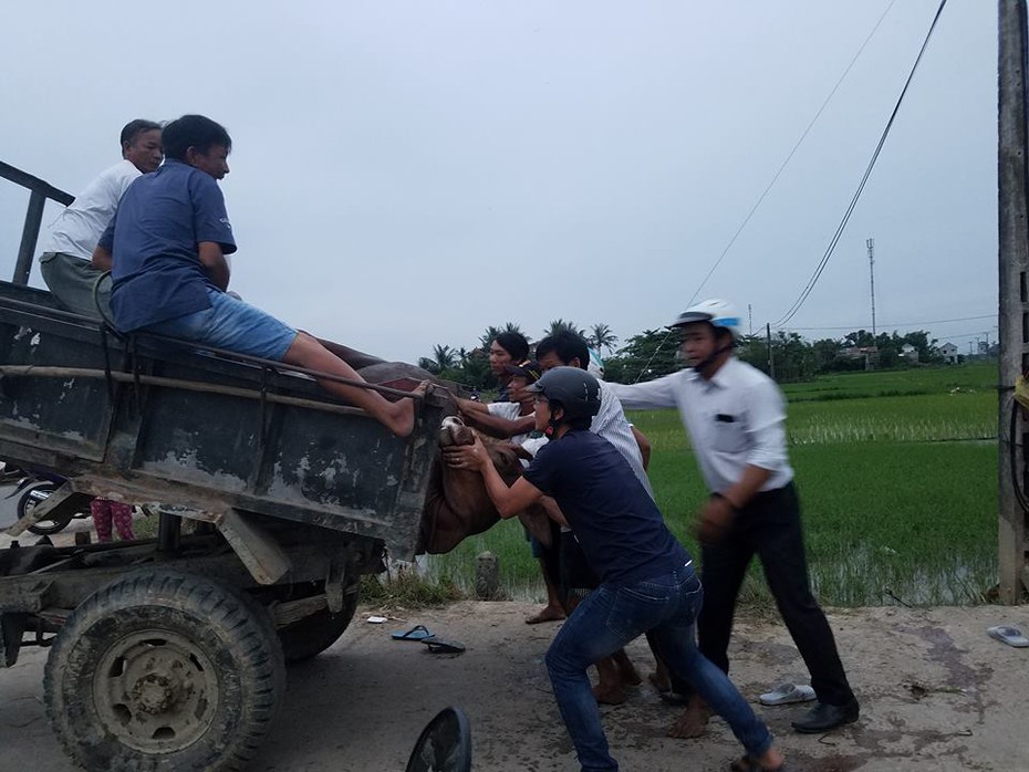 Cứu con bò bị điện giật, người đàn ông văng ra xa