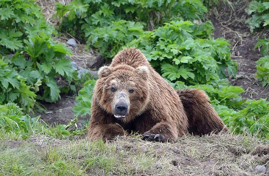 Nga: Gấu đột nhập nghĩa trang, đào bới và tàn phá hơn 20 ngôi mộ