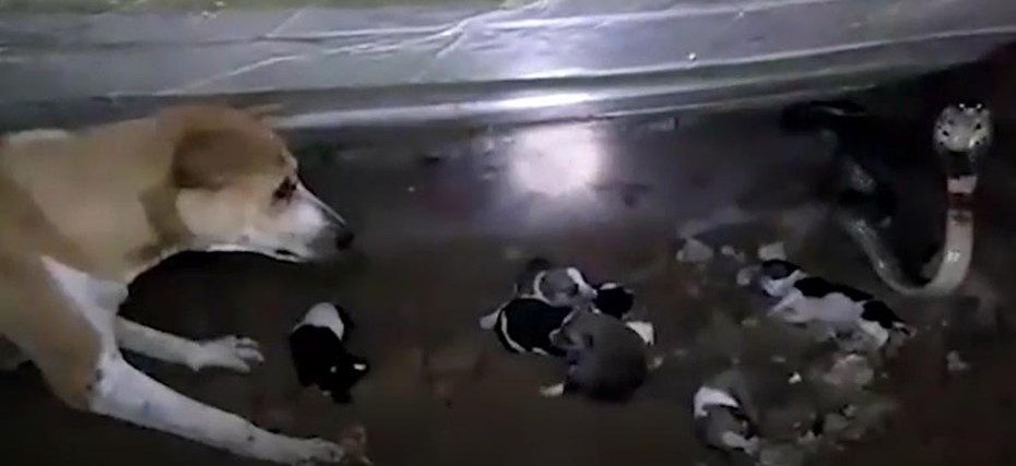 Clip: Chó mẹ bảo vệ đàn con khỏi rắn hổ mang cực độc ở Ấn Độ