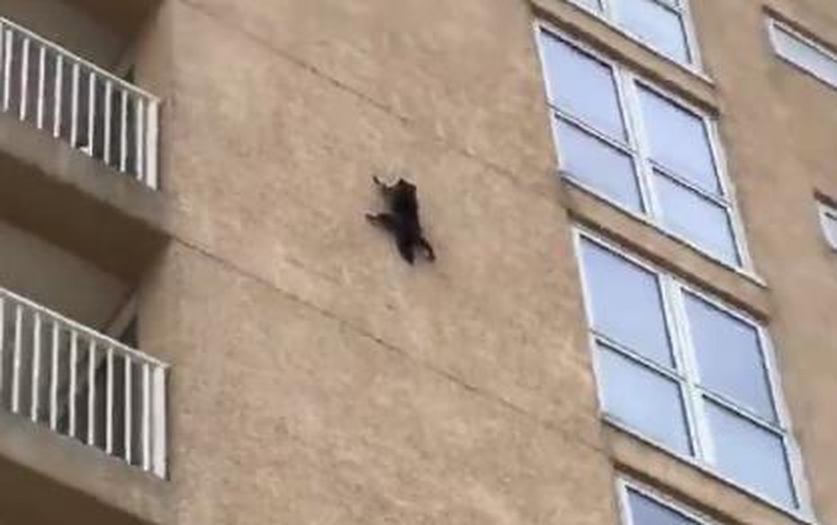 Clip: Gấu mèo trèo tường rồi phi thân như người nhện