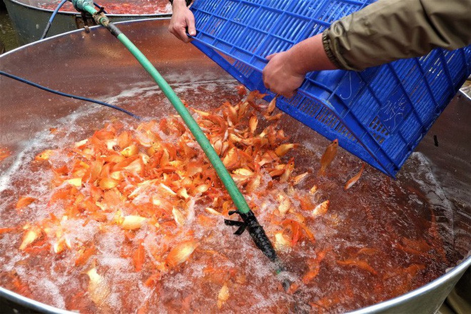 Giá cá chép giảm mạnh, dân Thủ đô tất bật cúng Táo quân sớm