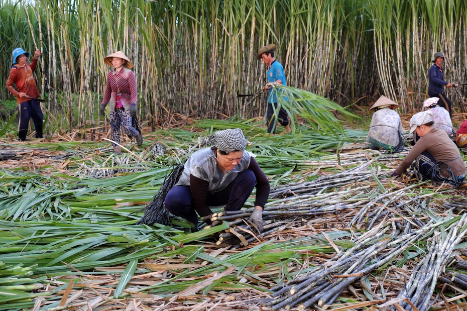 Cổ phiếu Mía đường Cao Bằng tăng gần gấp 3 sau hơn một tuần