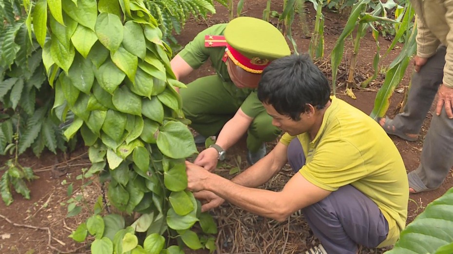 Làm rõ một đối tượng chặt phá, trộm cây trồng của người dân