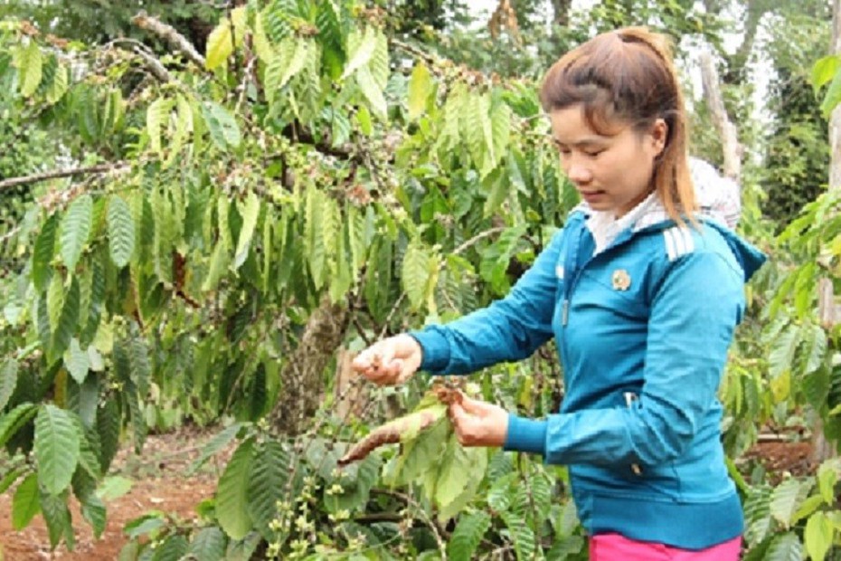 Đắk Lắk tiếp tục đẩy mạnh tái canh, phát triển cà phê đặc sản