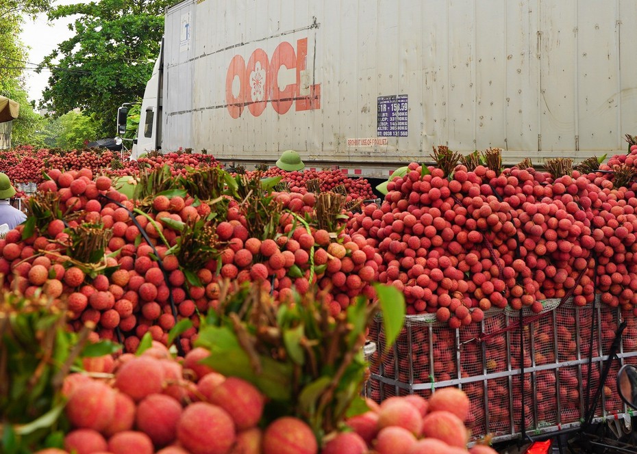 Đắk Lắk hỗ trợ tiêu thụ vải thiều Bắc Giang