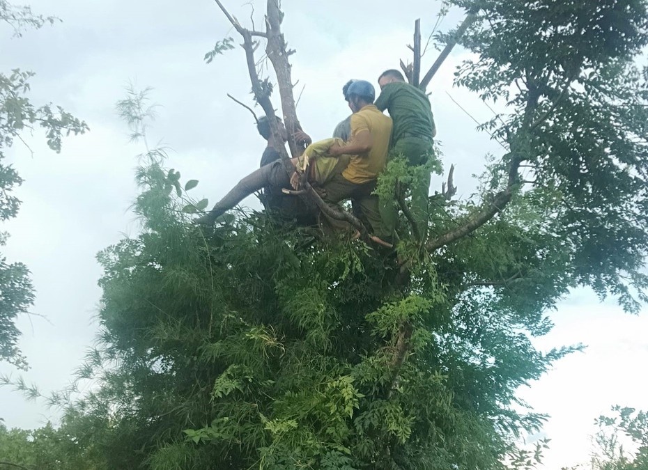 Trèo lên cây hái lá cho dê ăn, người phụ nữ bị điện giật tử vong