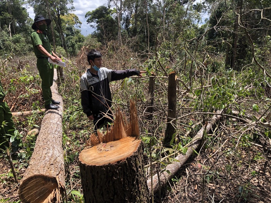 Triệt phá nhóm đối tượng chặt phá hơn 1ha rừng với thủ đoạn tinh vi