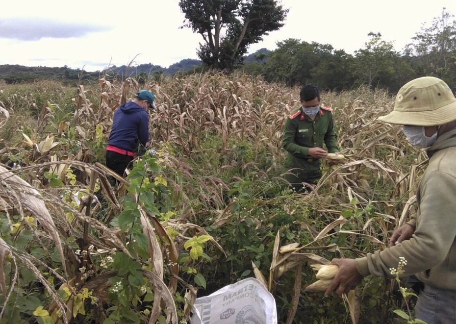 Đắk Nông: Lực lượng chức năng giúp dân vùng dịch thu hoạch hoa màu