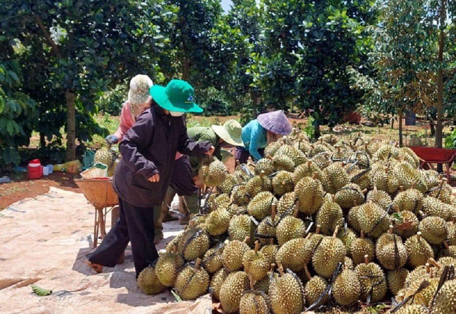 Đề nghị thu hồi, tạm dừng nhiều vùng trồng, cơ sở đóng gói sầu riêng