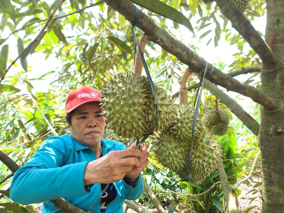 Để sầu riêng phát triển bền vững, doanh nghiệp và nông dân cần hợp tác chặt chẽ