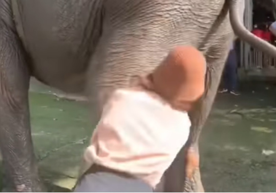 Đắk Lắk: Tự ý chạm vào vòi voi, du khách bị voi quật ngã