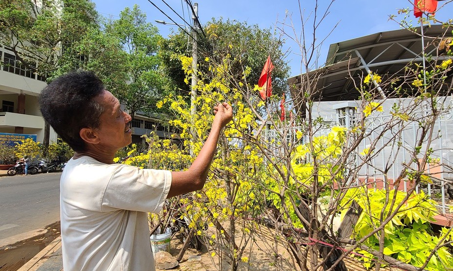 Mai rừng xuống phố tỏa sắc đón xuân