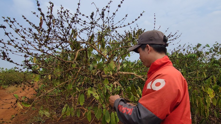 Đắk Lắk: Rệp sáp phát sinh, gây hại trên nhiều diện tích cà phê