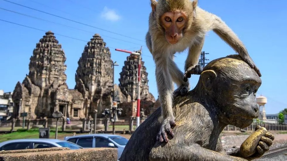 "Sự trỗi dậy của bầy khỉ" ở Thái Lan: Người dân bất lực vì khỉ xâm chiếm thành phố