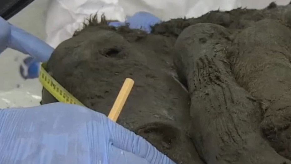 Video: Tìm thấy xác ngựa con cổ đại 40.000 năm tuổi còn nguyên vẹn