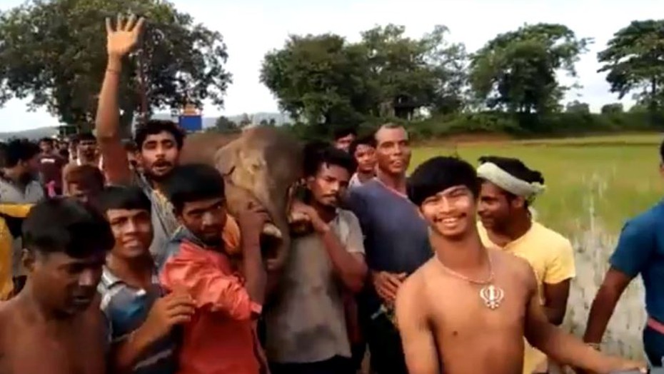 Video: Hàng trăm dân làng tập trung cứu chú voi con đang thoi thóp