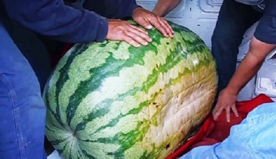 Video: Dưa hấu khổng lồ có giá 175 triệu đồng