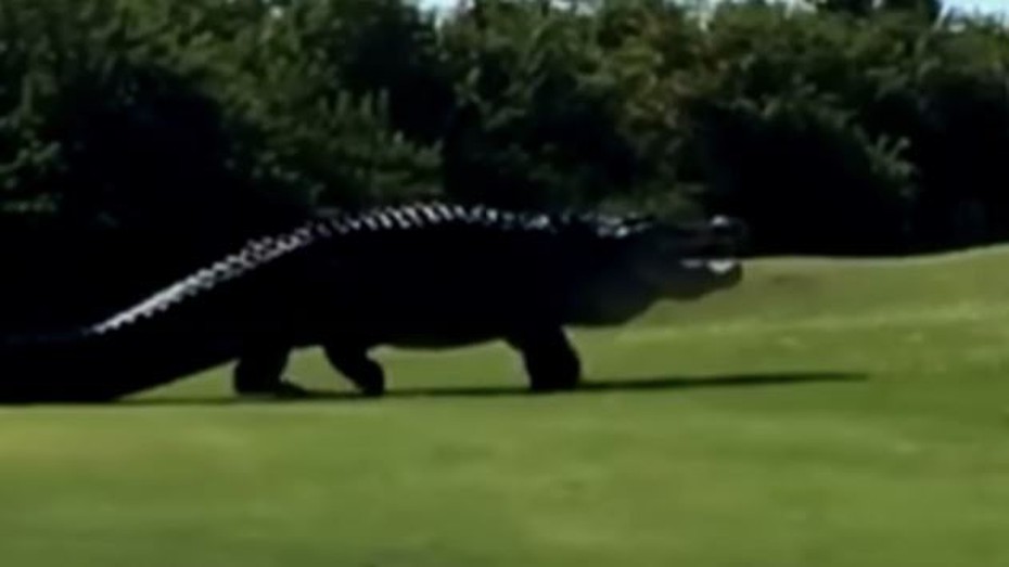 Video: Cá sấu khổng lồ xuất hiện tại sân golf ở Mỹ