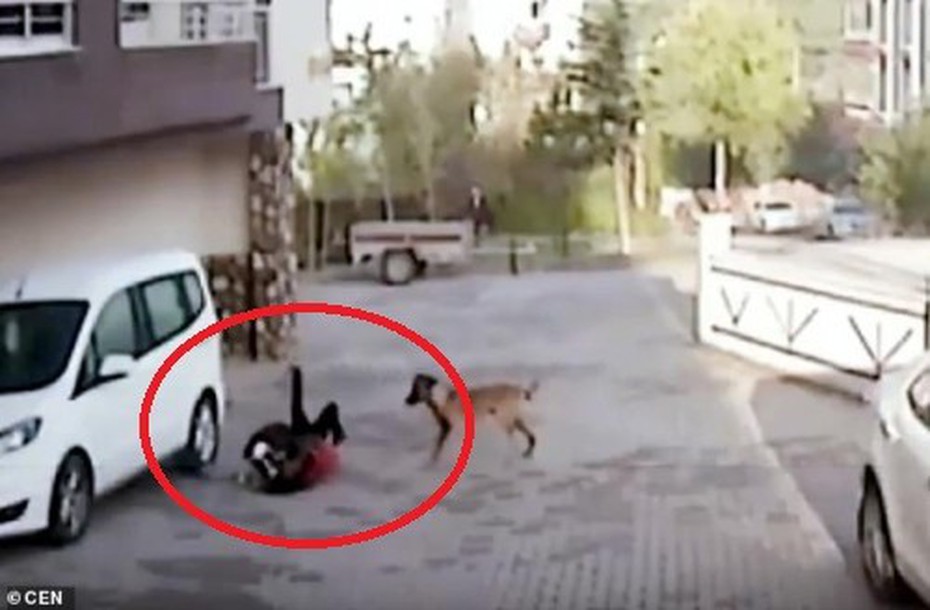Video: Kinh hoàng cảnh chó pitbull cắn bé 8 tuổi không chịu nhả