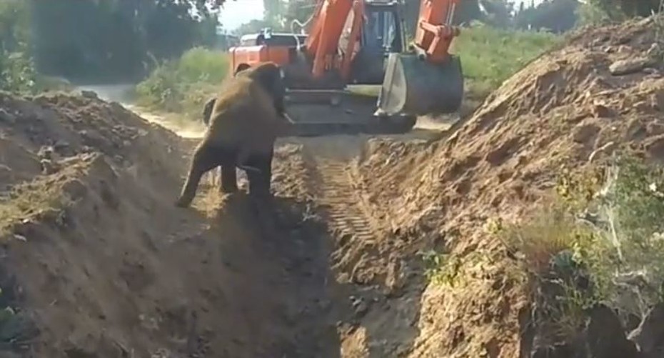 Video: 6 tiếng máy xúc đào giếng giải cứu voi con