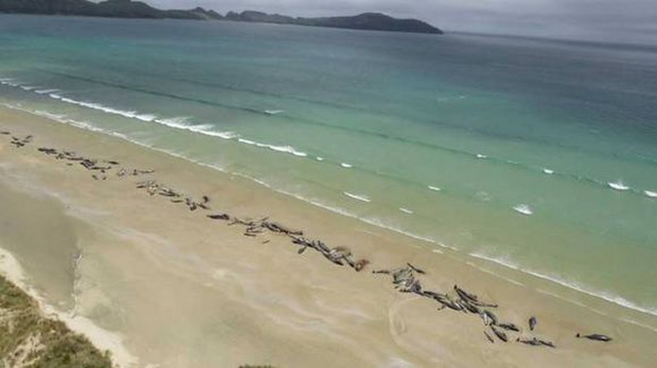 Video: Hàng trăm con cá voi chết bí ẩn, trôi dạt vào bờ biển New Zealand