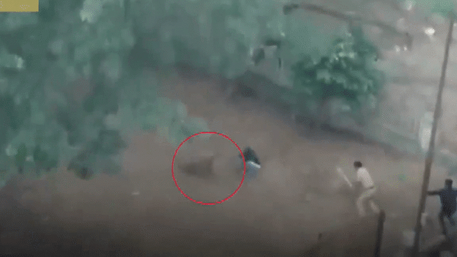 Video: Báo hoang điên cuồng cắn người trong khu dân cư