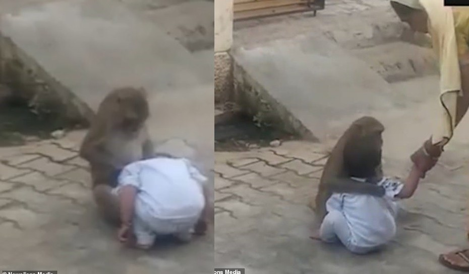 Video: Khỉ bắt cóc bé trai 2 tuổi để có bạn chơi cùng