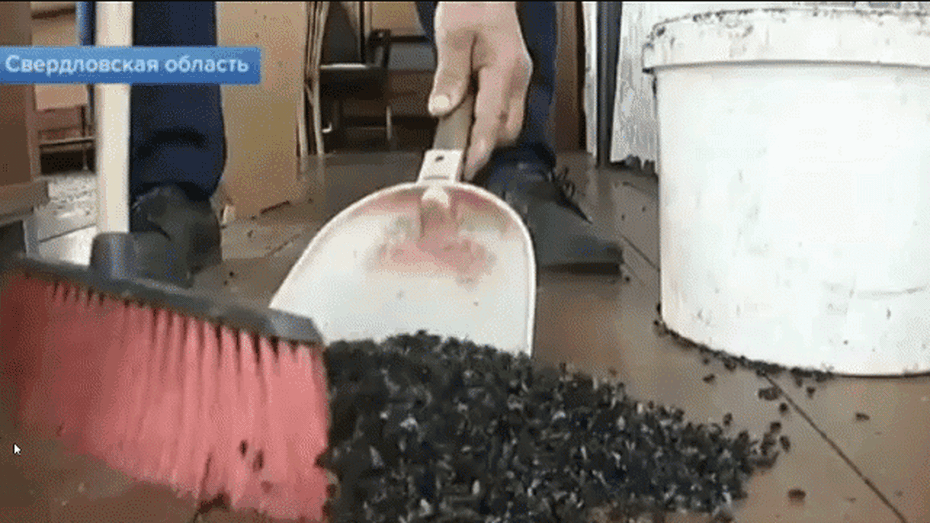 Video: "Đại dịch ruồi" xâm chiếm ngôi làng ở Nga như phim kinh dị