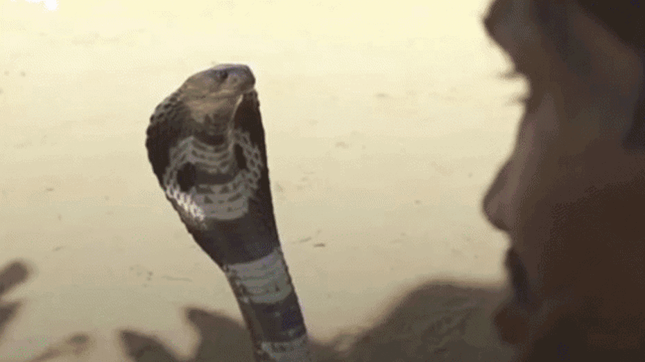Video: Nọc độc của rắn hổ mang chúa có công dụng chữa bệnh thế nào?