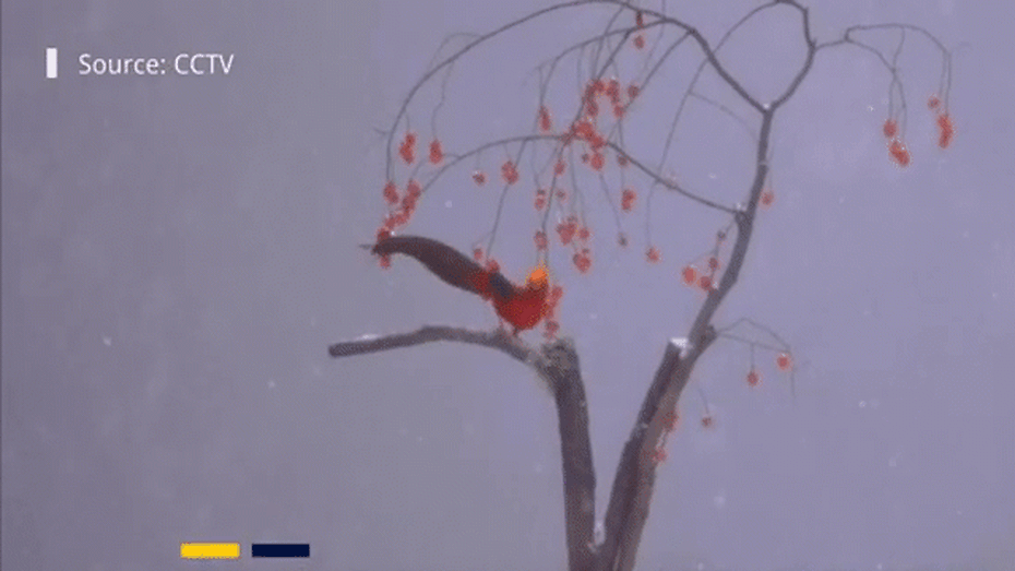 Video: Cận cảnh chim phượng hoàng lửa đời thực