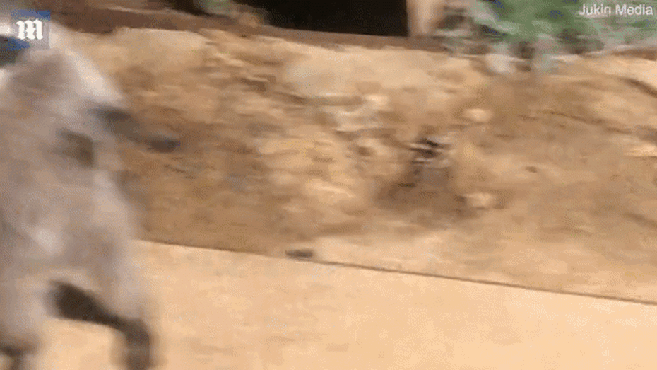 Video: Hài hước hình ảnh gấu mèo bị “bắt quả tang” đột nhập vườn nhà