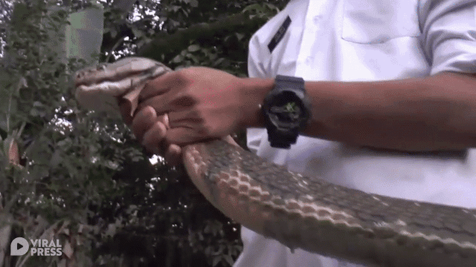 Video: Hổ mang chúa đột nhập nhà phụ nữ mang thai