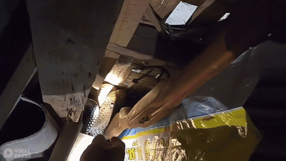 Video: Toàn cảnh quá trình bắt rắn hổ mang chúa của một nhân viên cứu hộ