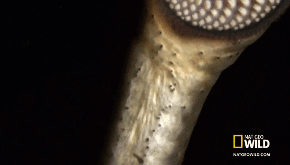 Video: Sinh vật "ma cà rồng biển" hút máu đến khô con mồi