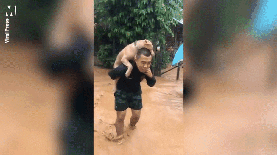 Dân mạng chia sẻ rần rần đoạn clip cậu chủ cõng chó vượt lũ