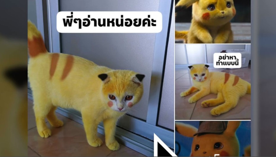 Video: Mèo cưng nổi như cồn vì hóa Pikachu sau khi chữa nấm