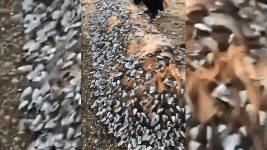 Clip: Người dân vô tình bắt được hàng nghìn con hà ngỗng siêu đắt đỏ