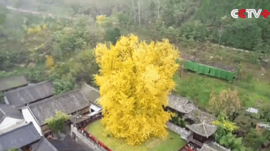 Video: Ngắm cây bạch quả 1.400 năm tuổi ngả màu vàng óng
