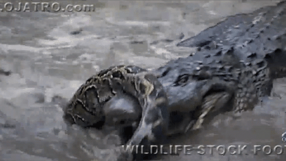 Clip: Hoảng hồn màn đụng độ giữa cá sấu và trăn khủng
