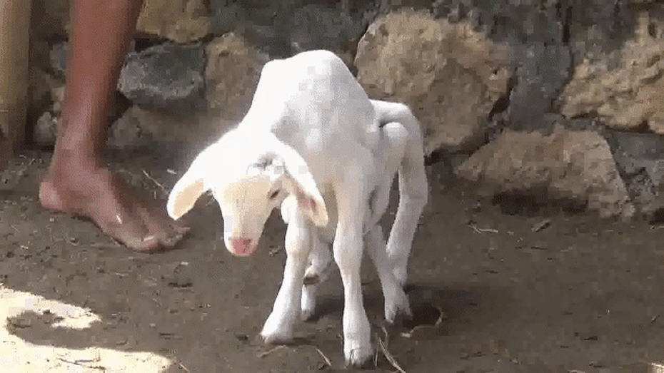 Clip: Dê trắng có 7 chân, đa giới tính xuất hiện ở Indonesia